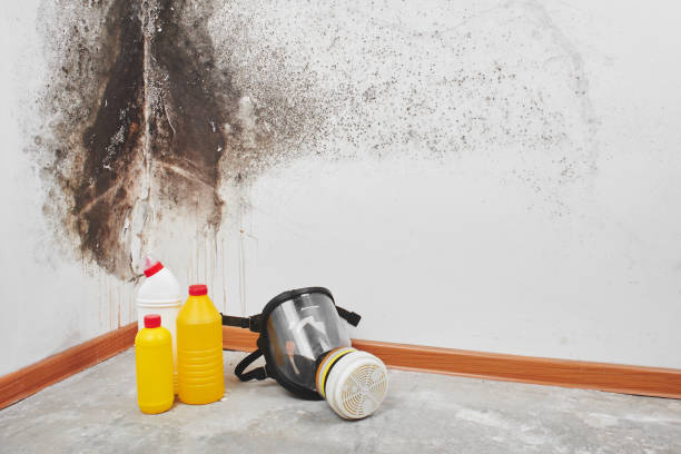 Best Home Mold Removal  in Combine, TX