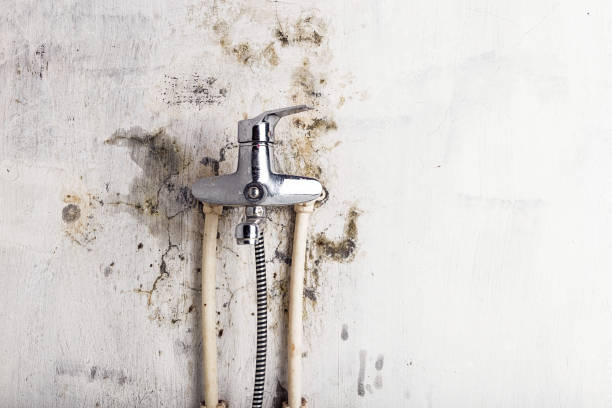 Best Mold Remediation  in Combine, TX