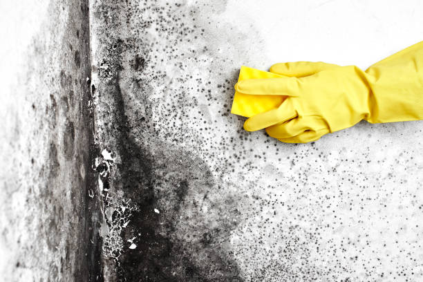 Best Black Mold Removal  in Combine, TX