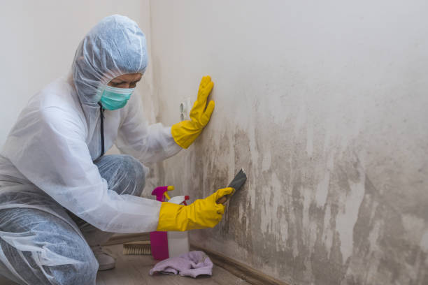 Professional Mold Removal in Combine, TX