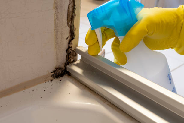 Best Mold Inspection  in Combine, TX