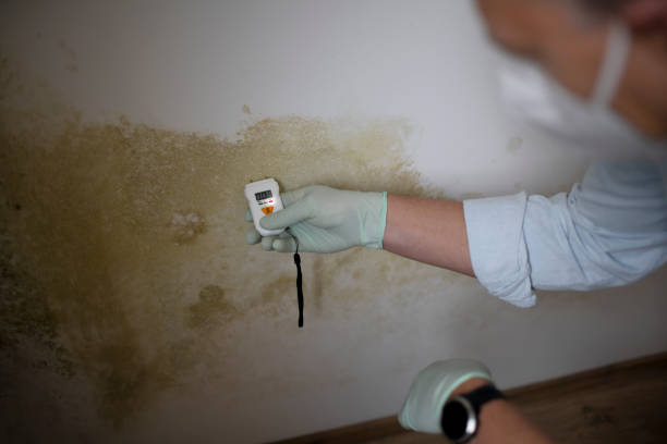 Best Same-Day Mold Removal  in Combine, TX