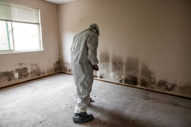 Best Toxic Mold Removal  in Combine, TX