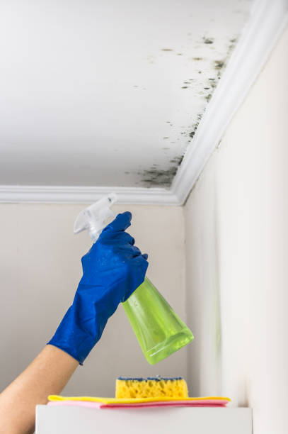 Best Crawl Space Mold Removal  in Combine, TX